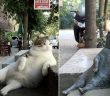 Памятник кошке Томбили ставшей известной в сети Интернет, Стамбул, Турция